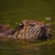 How To Get Rid of Beavers in a Pond